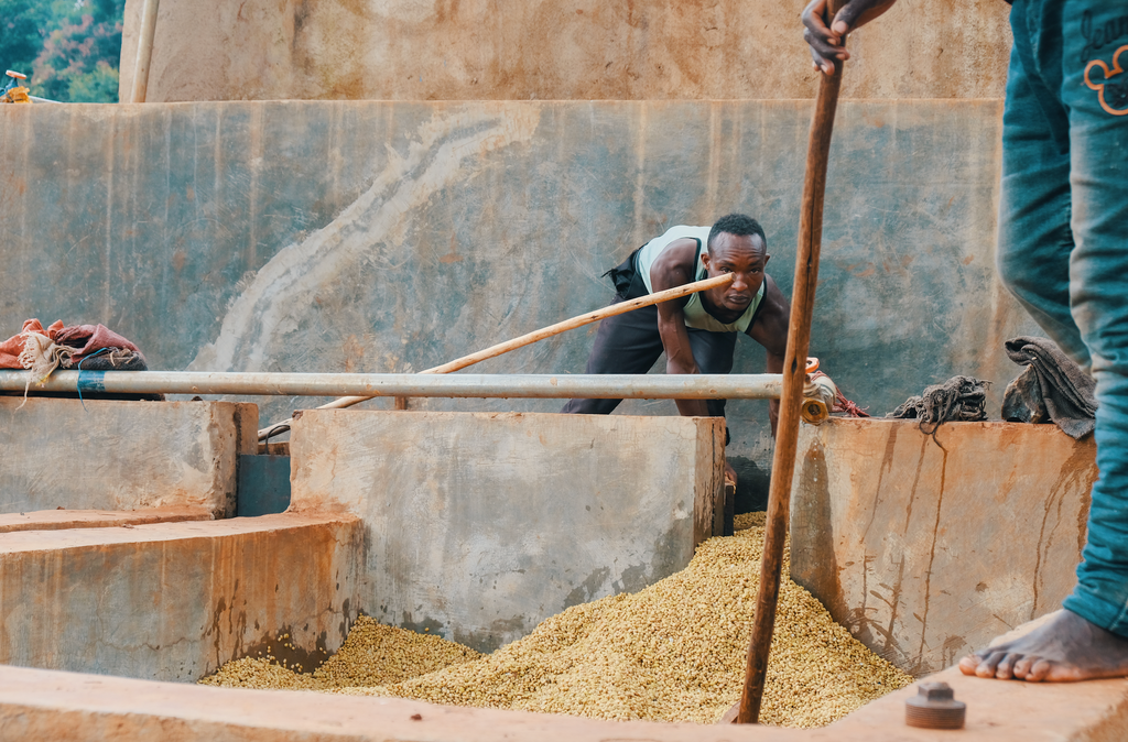 Ethiopia coffee farmers processing raw coffee